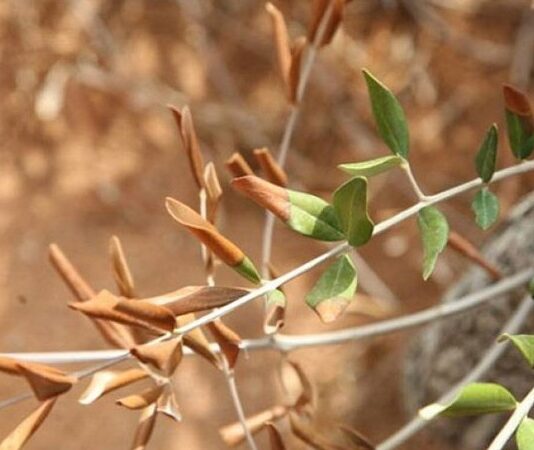 Ulivi, al via i controlli anti-xylella. Ed ecco le 4 “buone prassi”