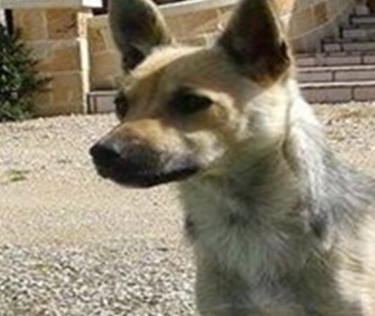 Lola cerca adozione